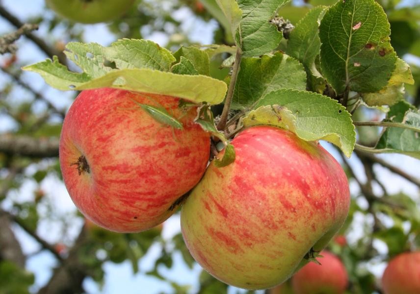 Schmuckbild Apfel