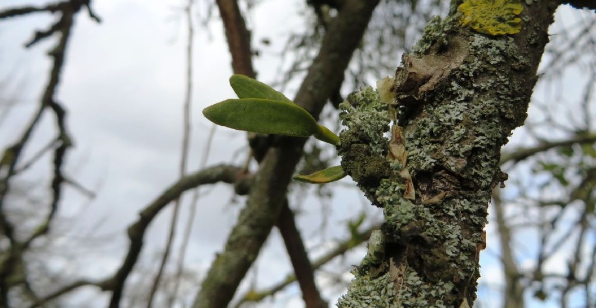 Die Mistel hat sich angedockt - die ersten Keimblätter sind gut sichtbar