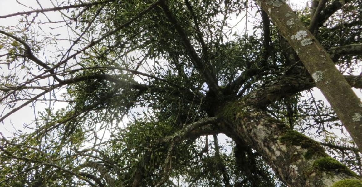 Die unregelmäßige Pflege der Streuobstwiesen begünstigt die Verbreitung der Laubholz-Misteln