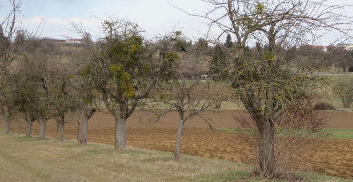 Im unbelaubten, winterkahlen Zustand sind die Misteln auf Obstbäumen gut sichtbar
