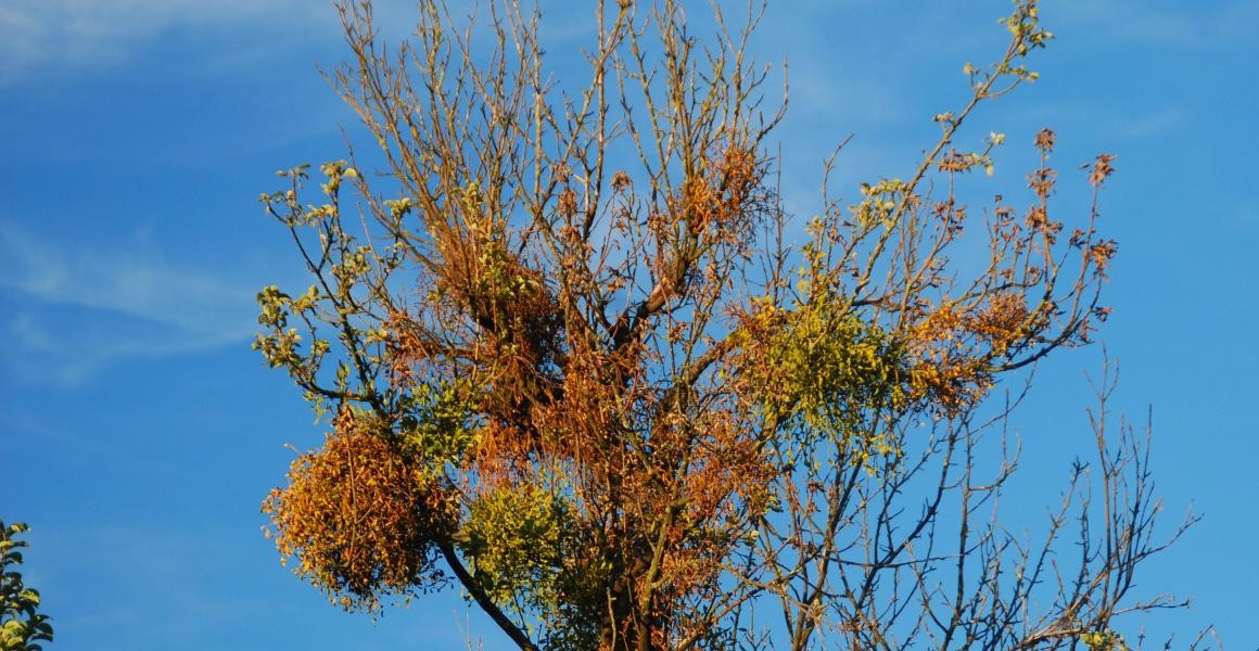 Obstbaumkrone mit zum großen Teil abgestorbener Misteln