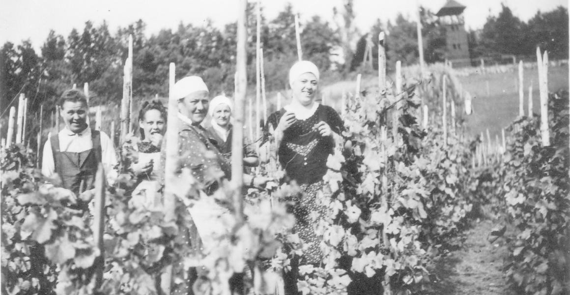 Historisches Foto: Weinbauern auf dem Feld
