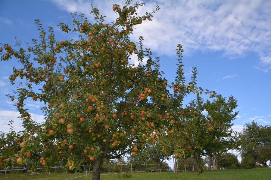 Obstbaum in Bonlanden