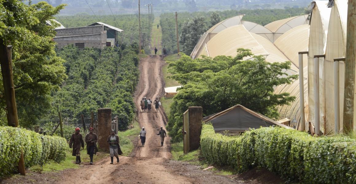 Blumenplantage in Sambia