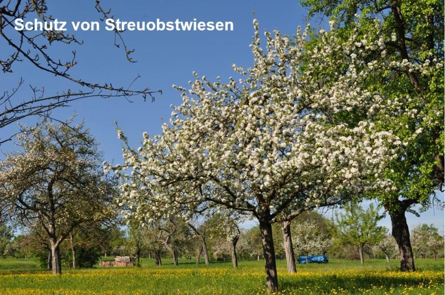 Streuobstwiese 