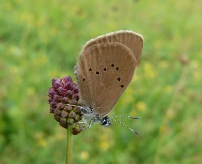 Dunkler Wiesenknopf-Ameisenbräunling