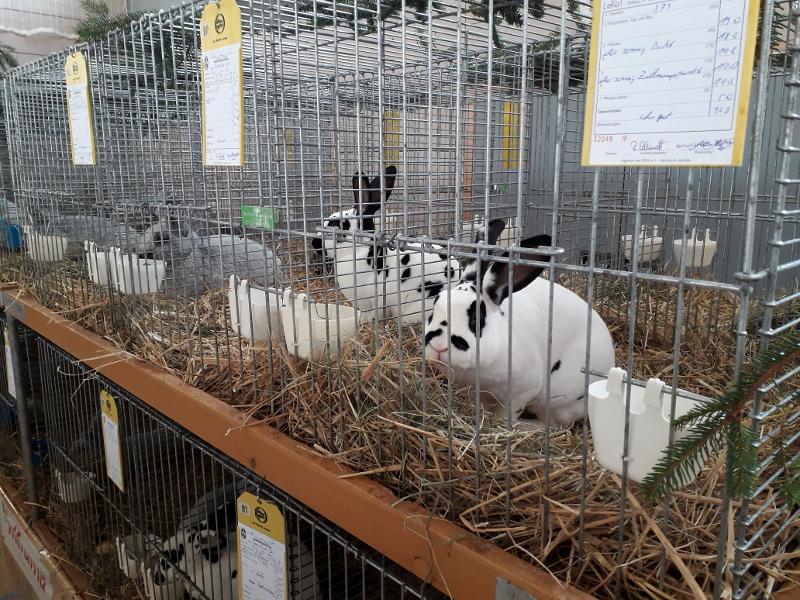 Hasen in ihren Käfigen