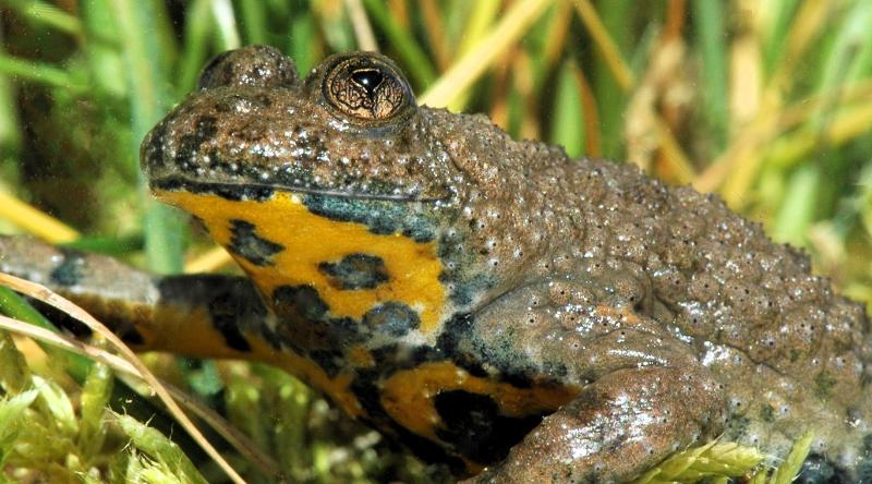 Auf dem Bild ist ein Frosch im Gras zu sehen