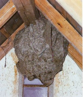 Foto: Robert Ripberger Nest der deutschen Wespe