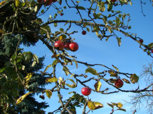 Ein Apfelbaum