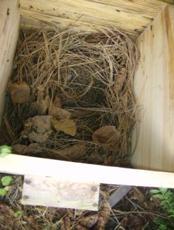 Foto: Andrea Weber Zwei Igel überwintern im selbstgebauten Igelunterschlupf