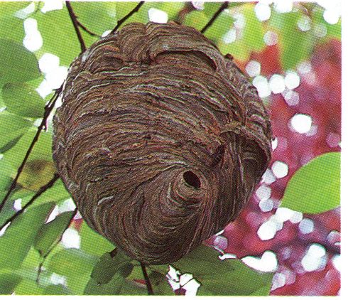 Nest einer Mittleren Wespe oder "Kleinen Hornisse"