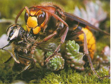 Foto: Okapia/Fidler Hornisse beim Erlegen ihrer Beute