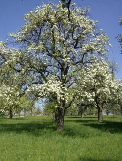 Birnbaum im Gewann Lachenwiese in Sielmingen