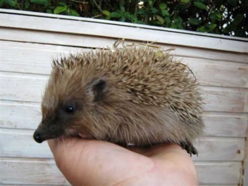 Foto: Sylvia Velcevski Untergewichtiger Igel
