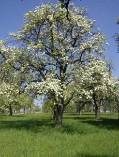 Foto: Andrea Weber Birnbaum im Gewann Lachenwiese in Sielmingen